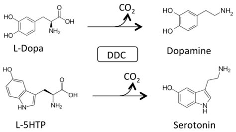 aromatic l-amino acid decarboxylase